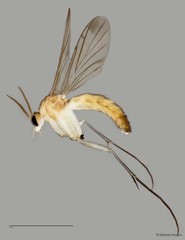 Keroplatinae sp. "ZRCBDP0040962" • © Maimon Hussin • All Rights Reserved