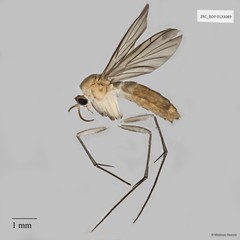 Keroplatinae sp. "ZRCBDP0040962" • © Maimon Hussin • All Rights Reserved