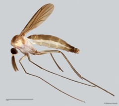 Keroplatinae sp. "ZRCBDP0040970" • © Maimon Hussin • All Rights Reserved