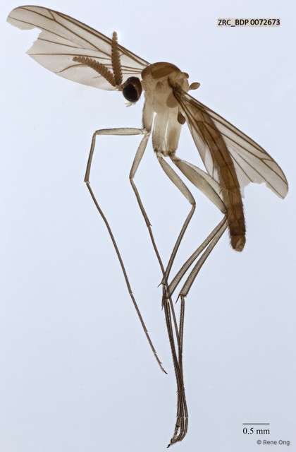 Keroplatinae sp. "ZRCBDP0040970"
