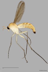 Keroplatinae sp. "ZRCBDP0040984" • © Maimon Hussin • All Rights Reserved