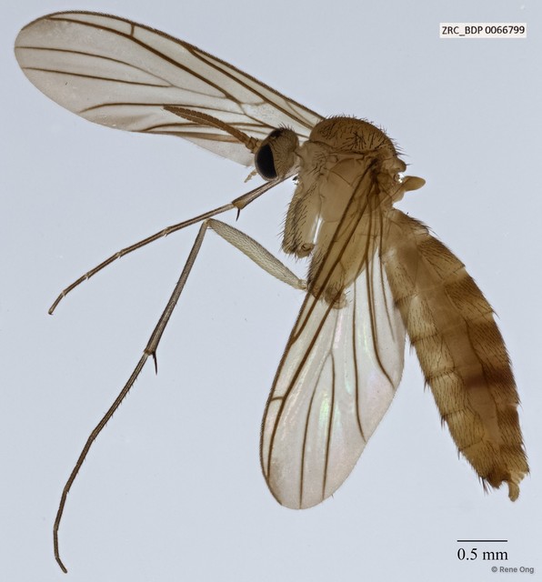 Keroplatinae sp. "ZRCBDP0040984"