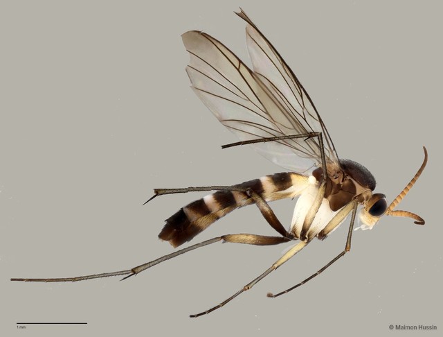 Keroplatinae sp. "ZRCBDP0047775" • © Maimon Hussin • All Rights Reserved