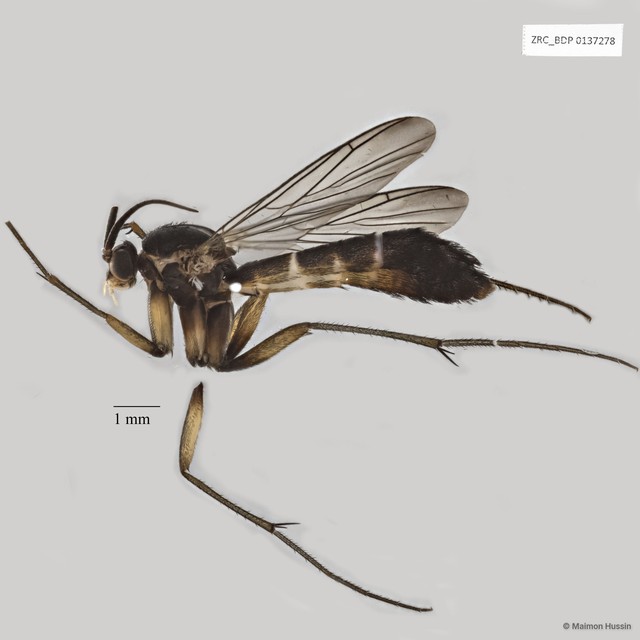 Keroplatidae sp. "ZRCBDP0047781" • © Maimon Hussin • All Rights Reserved
