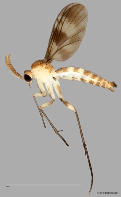 Keroplatinae sp. "ZRCBDP0047788" • © Maimon Hussin • All Rights Reserved
