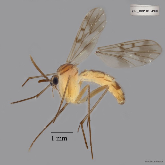 Keroplatidae sp. "ZRCBDP0047794" • © Maimon Hussin • All Rights Reserved