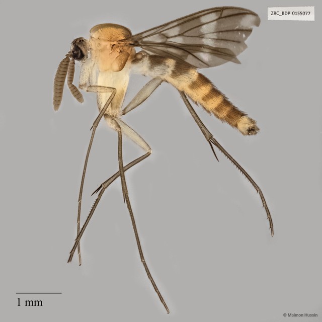 Keroplatidae sp. "ZRCBDP0047814" • © Maimon Hussin • All Rights Reserved