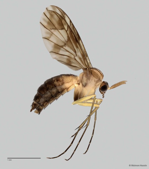 Keroplatinae sp. "ZRCBDP0047819" • © Maimon Hussin • All Rights Reserved