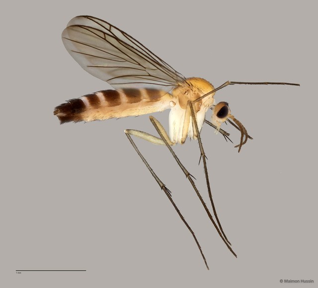 Keroplatinae sp. "ZRCBDP0047828" • © Maimon Hussin • All Rights Reserved