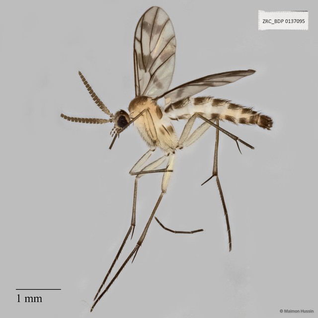Keroplatidae sp. "ZRCBDP0047829" • © Maimon Hussin • All Rights Reserved