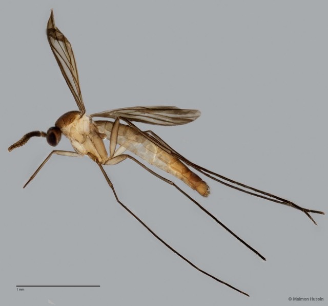 Keroplatinae sp. "ZRCBDP0047887" • © Maimon Hussin • All Rights Reserved