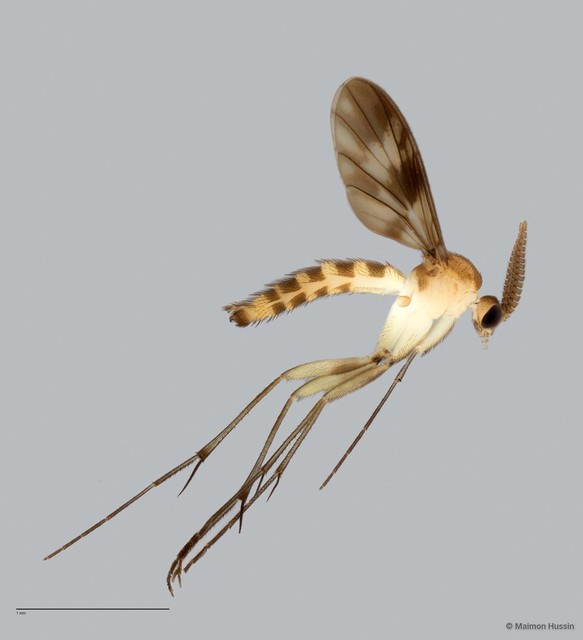 Keroplatinae sp. "ZRCBDP0047910" • © Maimon Hussin • All Rights Reserved
