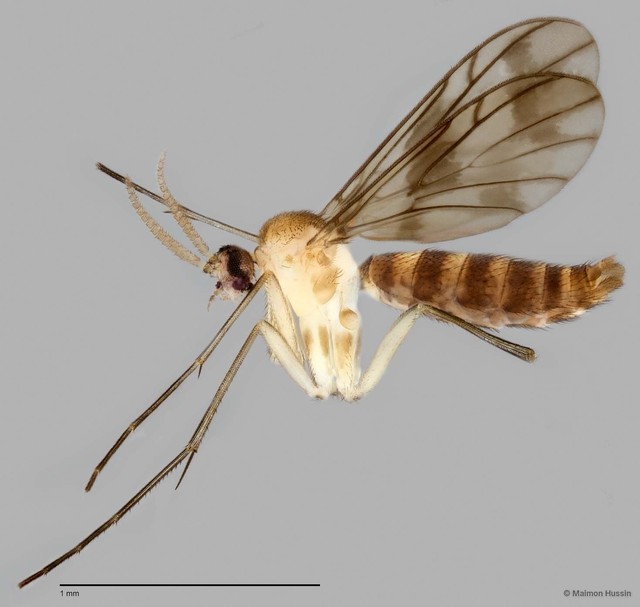 Keroplatinae sp. "ZRCBDP0047929" • © Maimon Hussin • All Rights Reserved