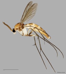Keroplatinae sp. "ZRCBDP0047938" • © Maimon Hussin • All Rights Reserved