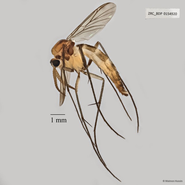 Keroplatinae sp. "ZRCBDP0047938"