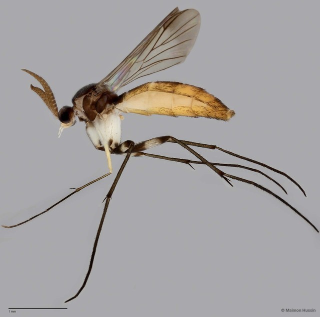 Keroplatinae sp. "ZRCBDP0047939" • © Maimon Hussin • All Rights Reserved