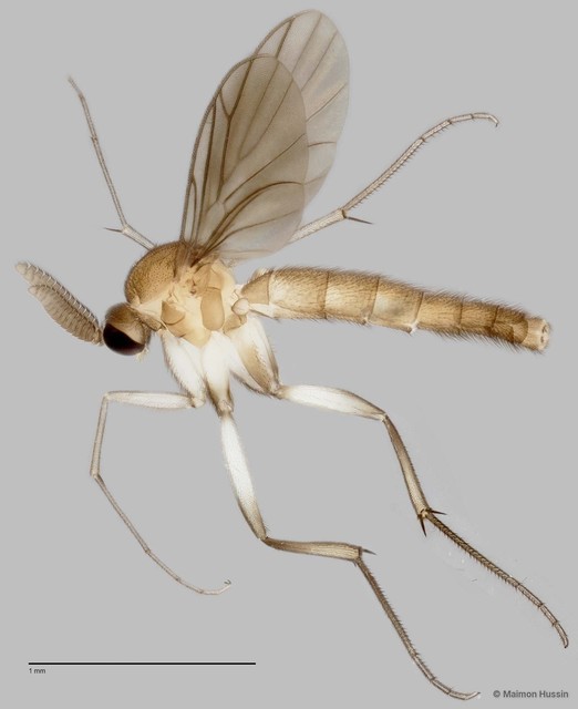Keroplatinae sp. "ZRCBDP0047942" • © Maimon Hussin • All Rights Reserved