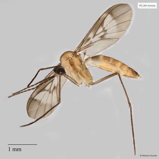 Keroplatidae sp. "ZRCBDP0048060" • © Maimon Hussin • All Rights Reserved
