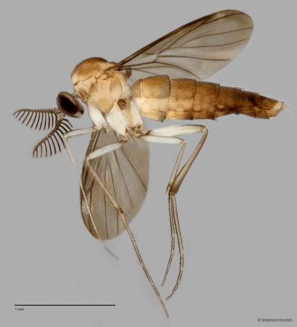 Keroplatinae sp. "ZRCBDP0048121" • © Maimon Hussin • All Rights Reserved