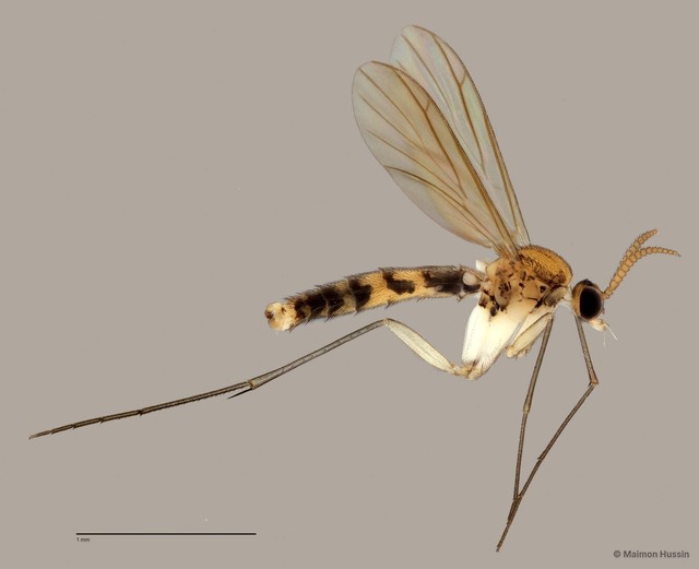 Keroplatinae sp. "ZRCBDP0048135" • © Maimon Hussin • All Rights Reserved