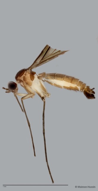 Keroplatinae sp. "ZRCBDP0048241" • © Maimon Hussin • All Rights Reserved