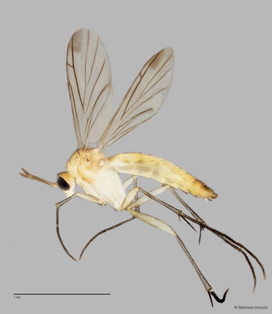 Keroplatinae sp. "ZRCBDP0048263" • © Maimon Hussin • All Rights Reserved
