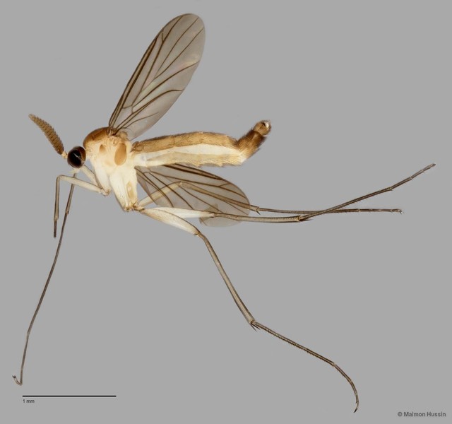 Keroplatinae sp. "ZRCBDP0048298" • © Maimon Hussin • All Rights Reserved