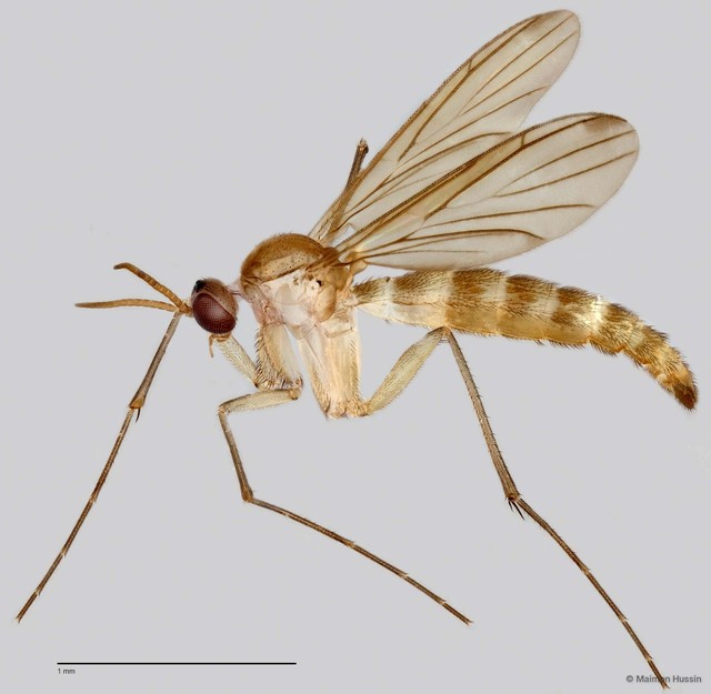 Keroplatinae sp. "ZRCBDP0048309" • © Maimon Hussin • All Rights Reserved