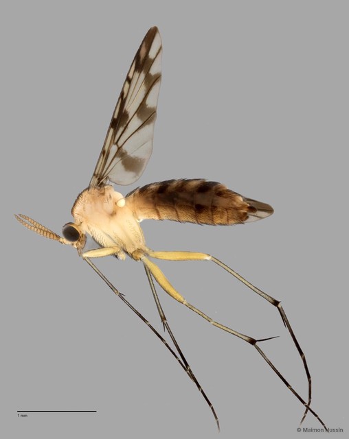Keroplatinae sp. "ZRCBDP0048585" • © Maimon Hussin • All Rights Reserved