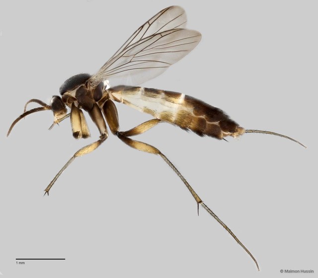 Keroplatinae sp. "ZRCBDP0048590" • © Maimon Hussin • All Rights Reserved