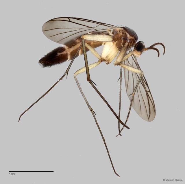 Keroplatinae sp. "ZRCBDP0048595" • © Maimon Hussin • All Rights Reserved