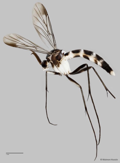 Keroplatinae sp. "ZRCBDP0048596" • © Maimon Hussin • All Rights Reserved