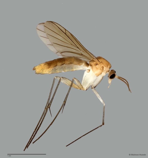 Keroplatinae sp. "ZRCBDP0048608" • © Maimon Hussin • All Rights Reserved