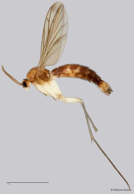 Keroplatinae sp. "ZRCBDP0048616" • © Maimon Hussin • All Rights Reserved