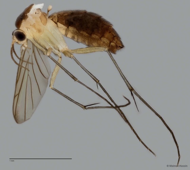 Keroplatinae sp. "ZRCBDP0048628" • © Maimon Hussin • All Rights Reserved
