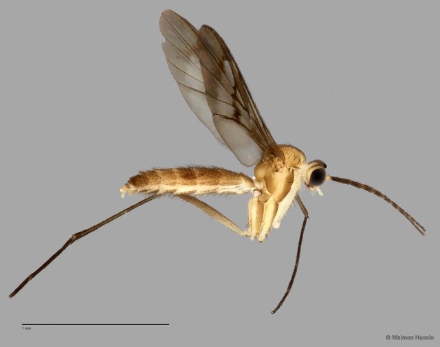 Keroplatinae sp. "ZRCBDP0048629" • © Maimon Hussin • All Rights Reserved