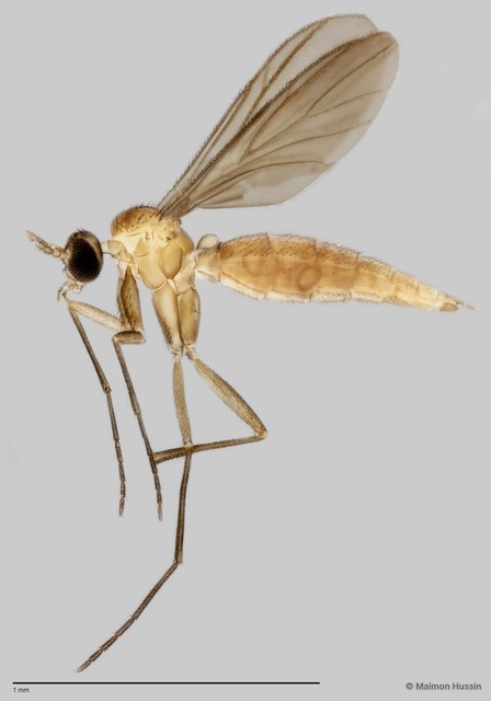 Keroplatinae sp. "ZRCBDP0048631" • © Maimon Hussin • All Rights Reserved
