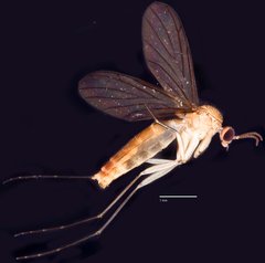 Keroplatidae sp. "ZRCBDP0048632"