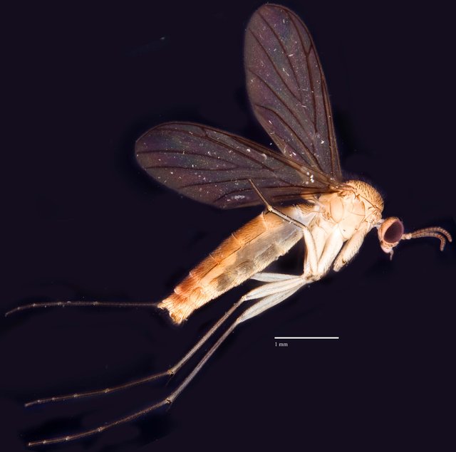 Keroplatidae sp. "ZRCBDP0048632" • © Ang Yuchen • All Rights Reserved
