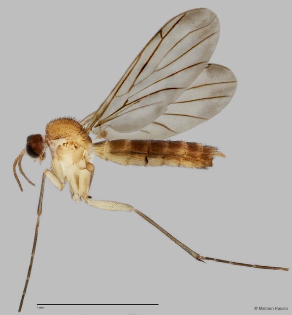 Keroplatinae sp. "ZRCBDP0048633" • © Maimon Hussin • All Rights Reserved