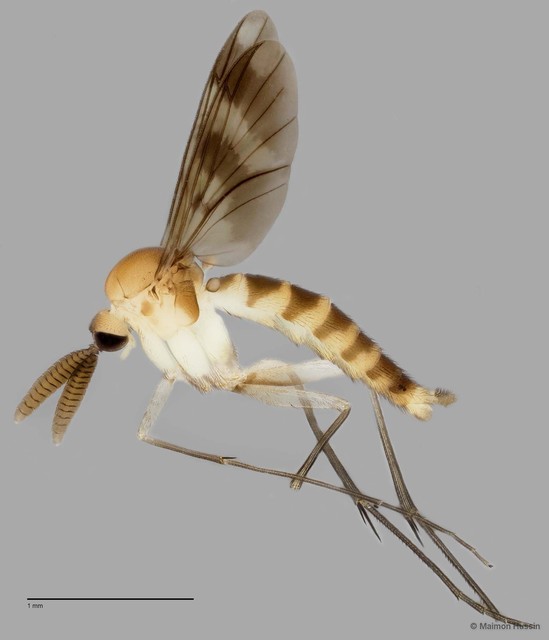 Keroplatinae sp. "ZRCBDP0048638" • © Maimon Hussin • All Rights Reserved