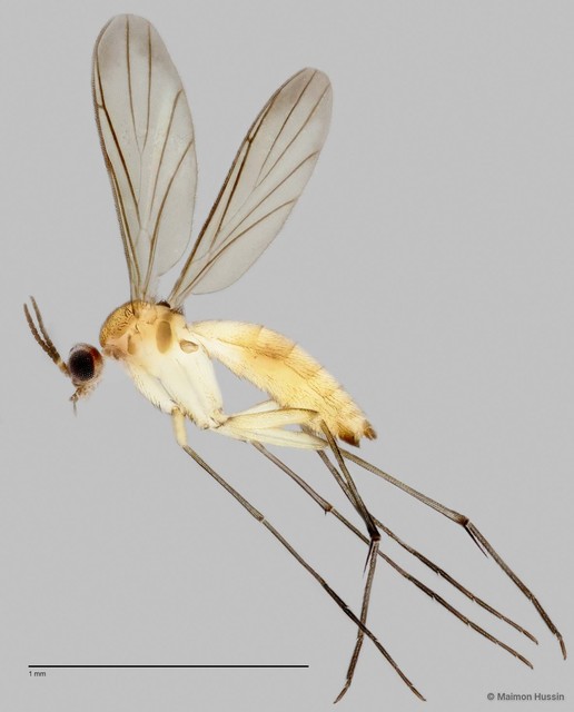 Keroplatinae sp. "ZRCBDP0048641" • © Maimon Hussin • All Rights Reserved