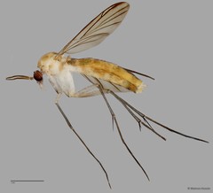 Keroplatinae sp. "ZRCBDP0048836"