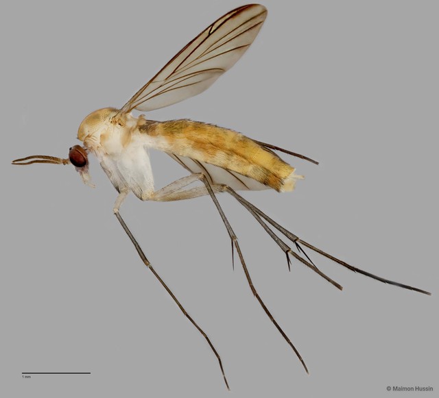 Keroplatinae sp. "ZRCBDP0048836" • © Maimon Hussin • All Rights Reserved