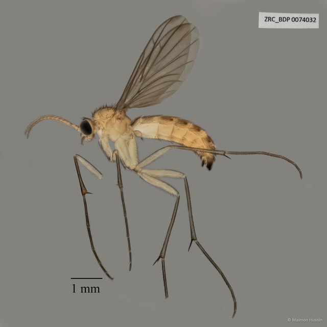 Keroplatidae sp. "ZRCBDP0058718" • © Maimon Hussin • All Rights Reserved