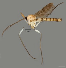 Keroplatidae sp. "ZRCBDP0072678" • © Maimon Hussin • All Rights Reserved