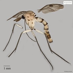 Keroplatidae sp. "ZRCBDP0072678" • © Maimon Hussin • All Rights Reserved