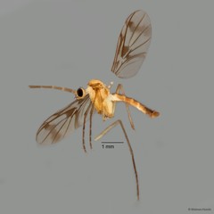 Keroplatidae sp. "ZRCBDP0072750"