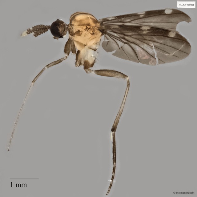 Keroplatidae sp. "ZRCBDP0082301" • © Maimon Hussin • All Rights Reserved