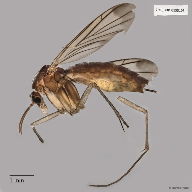 Keroplatidae sp. "ZRCBDP0155103" • © Maimon Hussin • All Rights Reserved